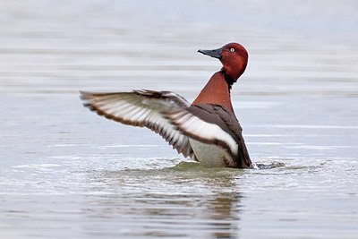 BUITEN BEELD Foto: 163637