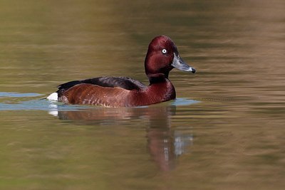 BUITEN BEELD Foto: 163639