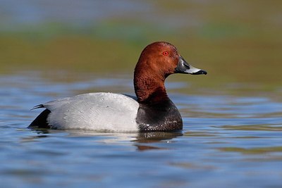 BUITEN BEELD Foto: 163641