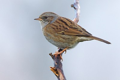 BUITEN BEELD Foto: 163655