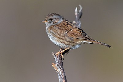 BUITEN BEELD Foto: 163663