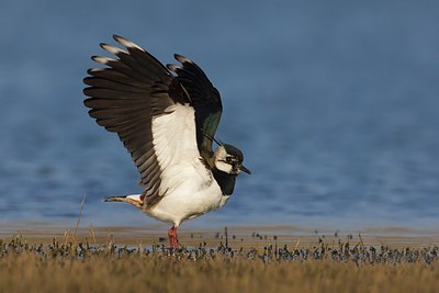 BUITEN BEELD Foto: 163672