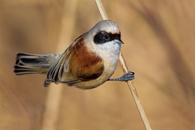 BUITEN BEELD Foto: 163675