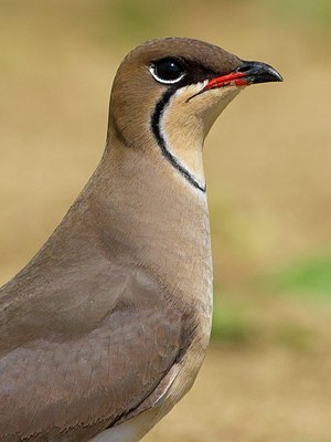 BUITEN BEELD Foto: 163682