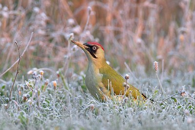 BUITEN BEELD Foto: 163700