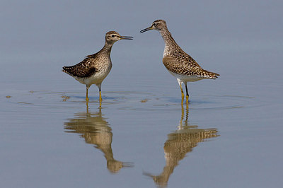 BUITEN BEELD Foto: 163705