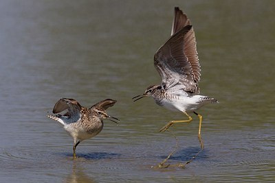 BUITEN BEELD Foto: 163707