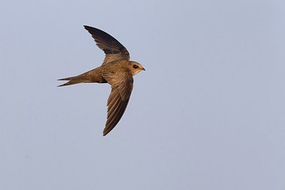 BUITEN BEELD Foto: 163720