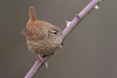 BUITEN BEELD Foto: 163724