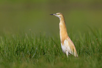 BUITEN BEELD Foto: 163728