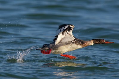 BUITEN BEELD Foto: 163736