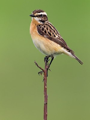 BUITEN BEELD Foto: 163758
