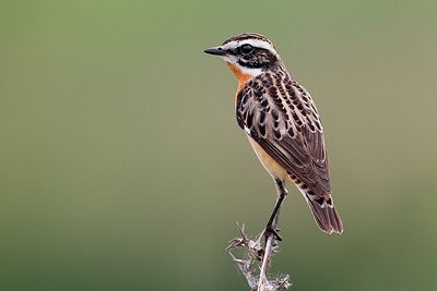 BUITEN BEELD Foto: 163759