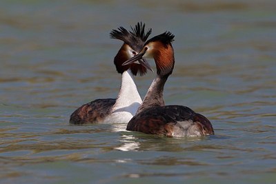BUITEN BEELD Foto: 163786