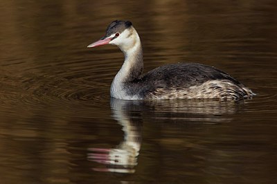BUITEN BEELD Foto: 163789