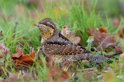 BUITEN BEELD Foto: 163799