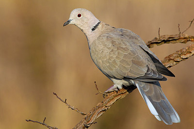 BUITEN BEELD Foto: 163804