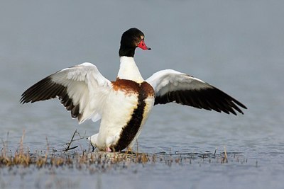 BUITEN BEELD Foto: 163838