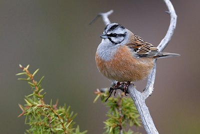 BUITEN BEELD Foto: 163854