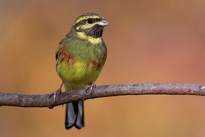 BUITEN BEELD Foto: 163857