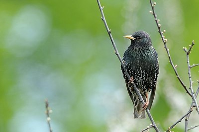 BUITEN BEELD Foto: 163861