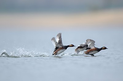 BUITEN BEELD Foto: 163867