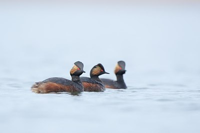 BUITEN BEELD Foto: 163872