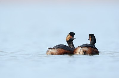 BUITEN BEELD Foto: 163875