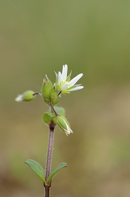 BUITEN BEELD Foto: 163876