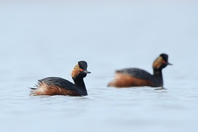 BUITEN BEELD Foto: 163877