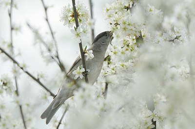 BUITEN BEELD Foto: 163920