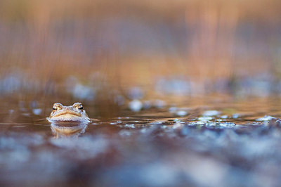 BUITEN BEELD Foto: 163950