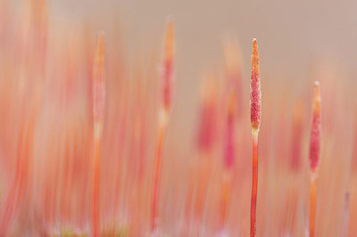 BUITEN BEELD Foto: 163960