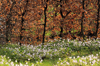 BUITEN BEELD Foto: 163966