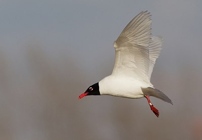 BUITEN BEELD Foto: 163975