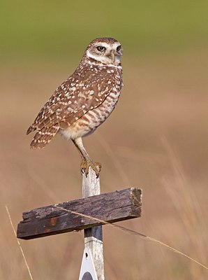 BUITEN BEELD Foto: 163992
