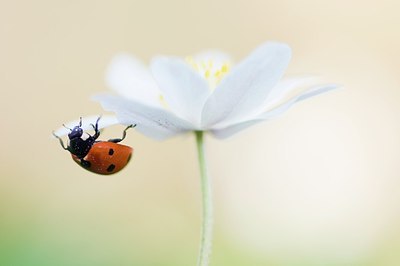 BUITEN BEELD Foto: 164010