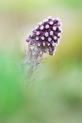 BUITEN BEELD Foto: 164027