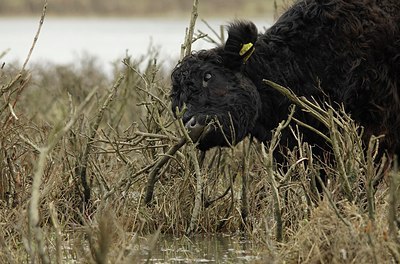 BUITEN BEELD Foto: 164038