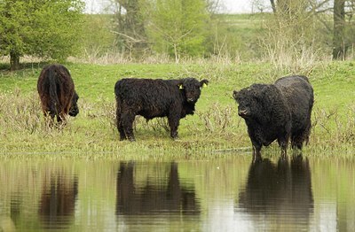 BUITEN BEELD Foto: 164073