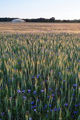 BUITEN BEELD Foto: 164108