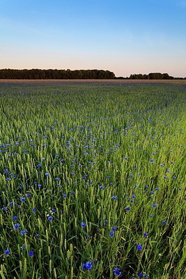 BUITEN BEELD Foto: 164109