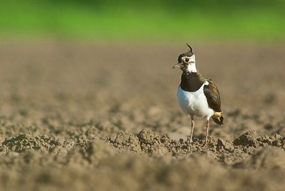 BUITEN BEELD Foto: 164135