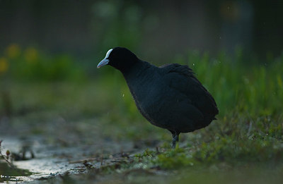 BUITEN BEELD Foto: 164148