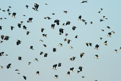 BUITEN BEELD Foto: 164152