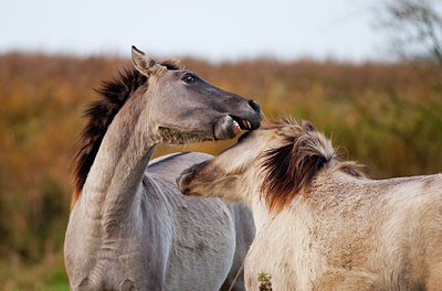 BUITEN BEELD Foto: 164156