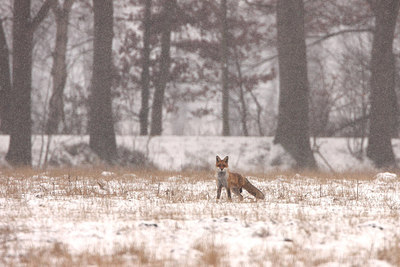 BUITEN BEELD Foto: 164213