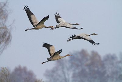 BUITEN BEELD Foto: 164214