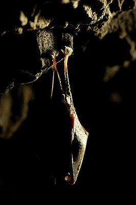 BUITEN BEELD Foto: 164372