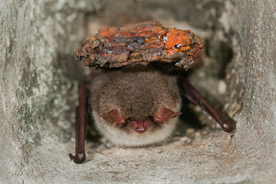 BUITEN BEELD Foto: 164387